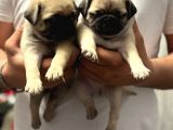 Gül Kuyruk Krem Ve Si̇yah Pug Yavrular Heryere Gönderi̇li̇r