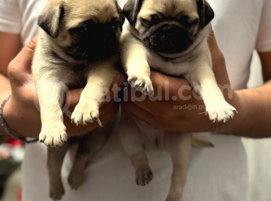 Gül Kuyruk Krem Ve Si̇yah Pug Yavrular Heryere Gönderi̇li̇r görsel