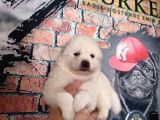 Burkem Çiftliğimizden Kar Topu  Samoyed Yavrularımız