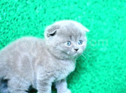 Mükemmel Gri Scottish Fold Shorthair görsel