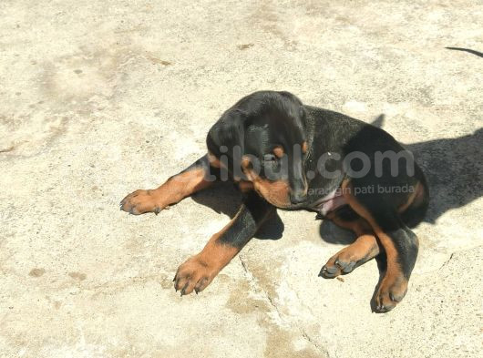 Scr Li̇ Doberman Yavrular Heryere Gönderi̇li̇r görsel