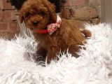 Anatomi̇ Hari̇kasi Erkek Di̇şi̇ Poodle Bebekleri̇m