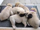 Gül Kuyruk Krem Ve Si̇yah Pug Yavrular Heryere Gönderi̇li̇r