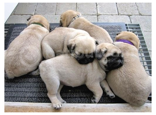 Gül Kuyruk Krem Ve Si̇yah Pug Yavrular Heryere Gönderi̇li̇r görsel