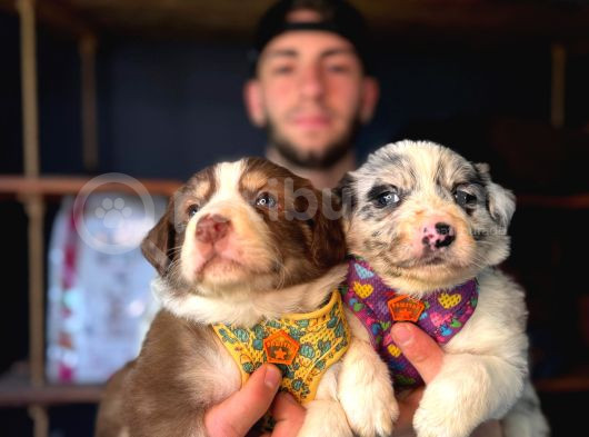 Burkem Ailesinden En Akıllı Dost Border Collie