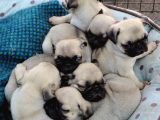 Gül Kuyruk Krem Ve Si̇yah Pug Yavrular Heryere Gönderi̇li̇r