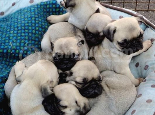 Gül Kuyruk Krem Ve Si̇yah Pug Yavrular Heryere Gönderi̇li̇r görsel