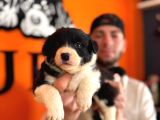 Burkem Ailesinden En Akıllı Dost Border Collie
