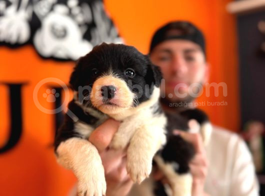 Burkem Ailesinden En Akıllı Dost Border Collie görsel