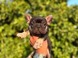 Egzotik French Bulldog Bebekler