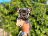 Egzotik french bulldog bebekler