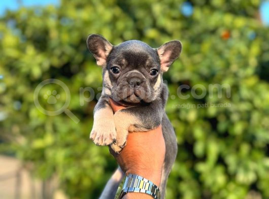 Egzotik French Bulldog Bebekler