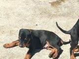 Scr Li̇ Doberman Yavrular Heryere Gönderi̇li̇r