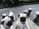 Gül Kuyruk Krem Ve Si̇yah Pug Yavrular Heryere Gönderi̇li̇r
