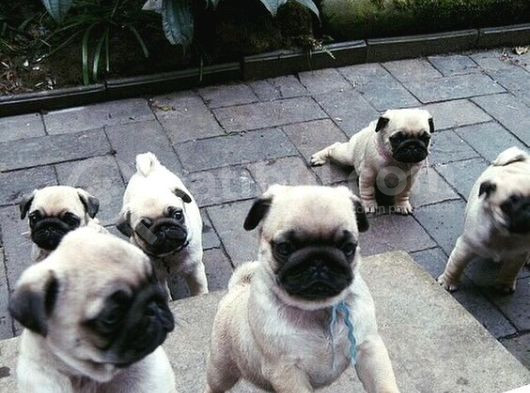 Gül Kuyruk Krem Ve Si̇yah Pug Yavrular Heryere Gönderi̇li̇r görsel
