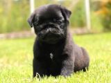 Gül Kuyruk Krem Ve Si̇yah Pug Yavrular Heryere Gönderi̇li̇r