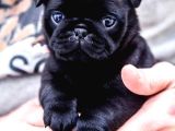 Gül Kuyruk Krem Ve Si̇yah Pug Yavrular Heryere Gönderi̇li̇r