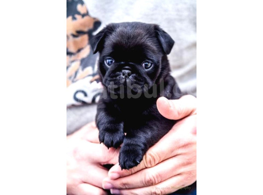Gül Kuyruk Krem Ve Si̇yah Pug Yavrular Heryere Gönderi̇li̇r görsel
