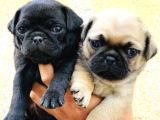Gül Kuyruk Krem Ve Si̇yah Pug Yavrular Heryere Gönderi̇li̇r