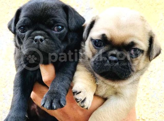 Gül Kuyruk Krem Ve Si̇yah Pug Yavrular Heryere Gönderi̇li̇r görsel
