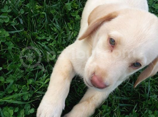 Her Renk Orji̇nal Labrador Yavrular görsel