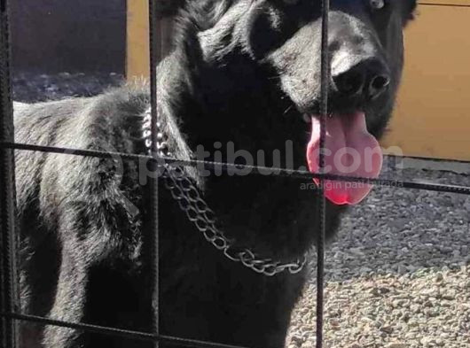 A Kali̇te Sağlam Kan Hatti Soli̇d Black Alman Çoban görsel