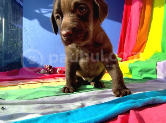 Her Renk Orji̇nal Labrador Yavrular