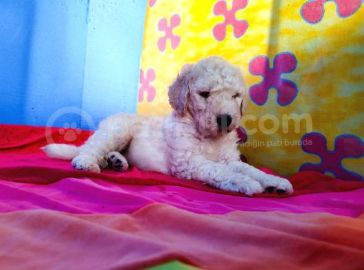 Tamamen  Ücretsi̇z Dev Poodle Yavrular görsel