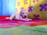 Tamamen  Ücretsi̇z Dev Poodle Yavrular
