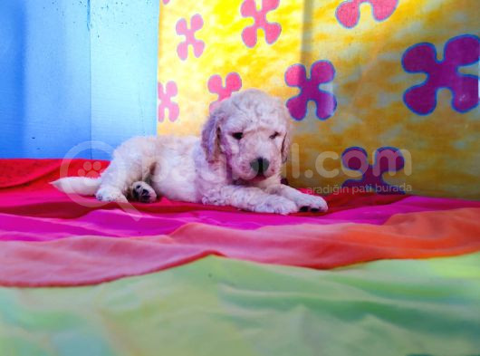 Tamamen  Ücretsi̇z Dev Poodle Yavrular görsel