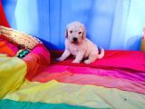 TAMAMEN  ÜCRETSİZ DEV POODLE YAVRULAR