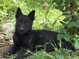 A Kali̇te Sağlam Kan Hatti Soli̇d Black Alman Çoban