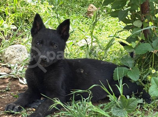 A Kali̇te Sağlam Kan Hatti Soli̇d Black Alman Çoban görsel