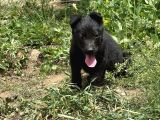 A Kali̇te Sağlam Kan Hatti Soli̇d Black Alman Çoban