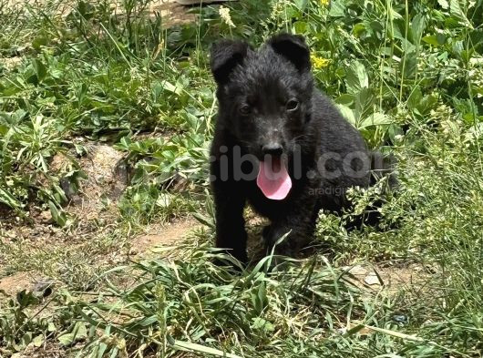 A Kali̇te Sağlam Kan Hatti Soli̇d Black Alman Çoban görsel
