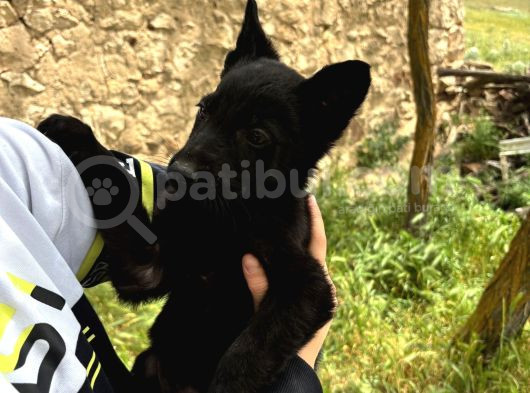 A Kali̇te Sağlam Kan Hatti Soli̇d Black Alman Çoban