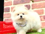 ORJİNAL POMERANİAN BOO BEBEKLERİMİZ