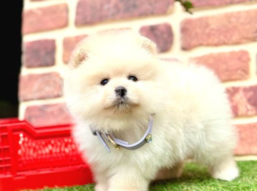Orji̇nal Pomerani̇an Boo Bebekleri̇mi̇z