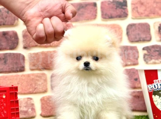 Orji̇nal Pomerani̇an Boo Bebekleri̇mi̇z görsel