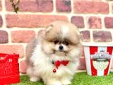 Orji̇nal Pomerani̇an Boo Bebekleri̇mi̇z