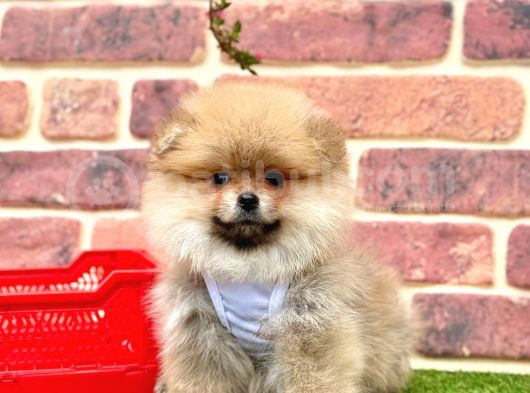 Orji̇nal Pomerani̇an Boo Bebekleri̇mi̇z görsel