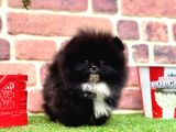 Orji̇nal Pomerani̇an Boo Bebekleri̇mi̇z