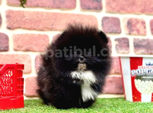 Orji̇nal Pomerani̇an Boo Bebekleri̇mi̇z görsel