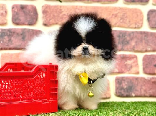 Orji̇nal Pomerani̇an Boo Bebekleri̇mi̇z görsel