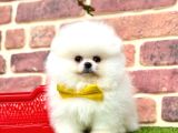Orji̇nal Pomerani̇an Boo Bebekleri̇mi̇z