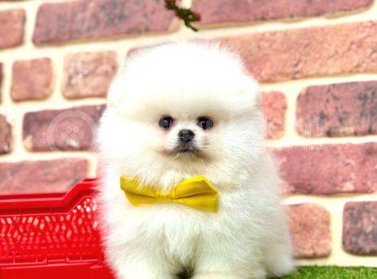Orji̇nal Pomerani̇an Boo Bebekleri̇mi̇z görsel