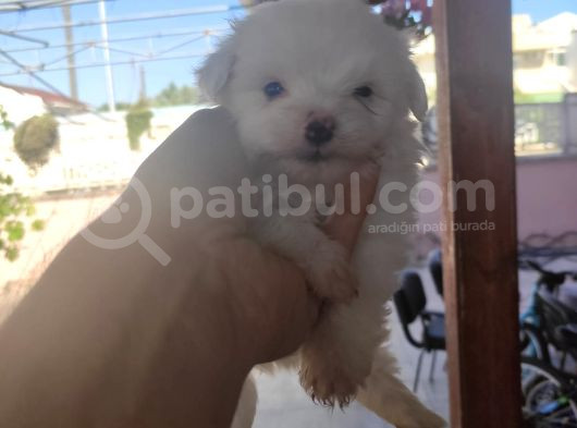 Uygun Maltese Bebekler