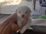 Uygun Maltese Bebekler