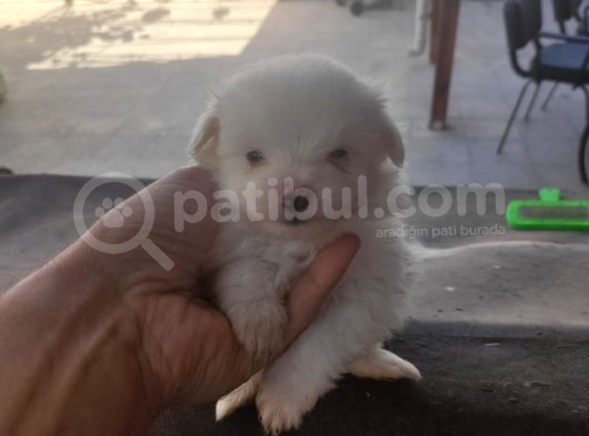 Uygun Maltese Bebekler görsel