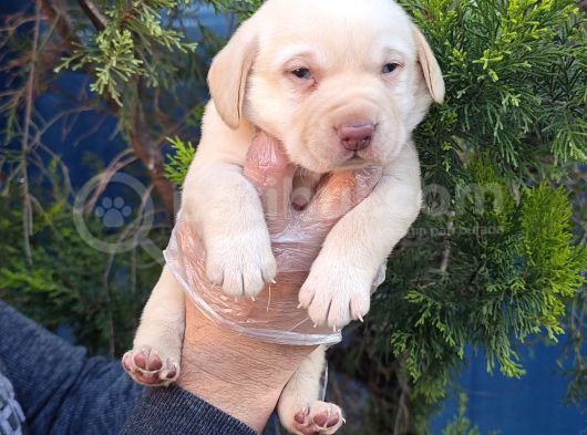 Her Renk Orji̇nal Labrador Yavrular görsel